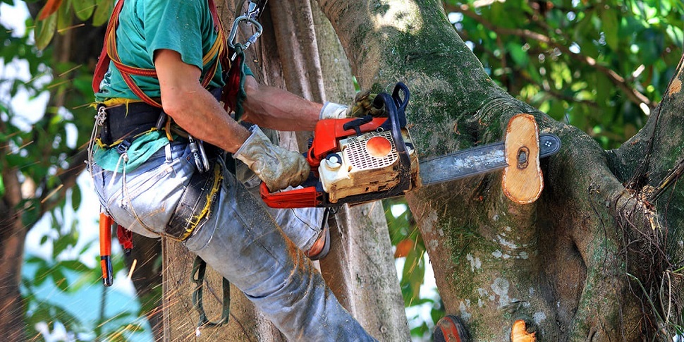 Tree lopping in Budapest Budapest, in Budapest, Hungary, Gardener, Gardening, Garden service, Landscaping, Tree lopping, felling, Paving service, Patio laying, Asphalt road, Driveway build, Lawn, Fence build, Irrigation system, Maintenance, Design