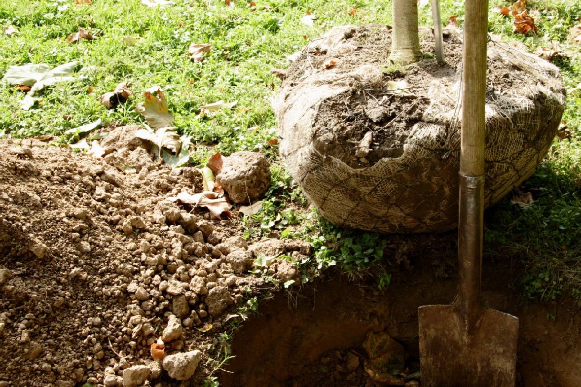 Landscaping and Garden Design in Budapest Budapest, in Budapest, Hungary, Gardener, Gardening, Garden service, Landscaping, Tree lopping, felling, Paving service, Patio laying, Asphalt road, Driveway build, Lawn, Fence build, Irrigation system, Maintenance, Design